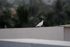 Columba livia domestica