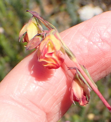 Image of Hermannia filifolia by (c) Nicola van Berkel, some rights reserved (CC BY-SA)