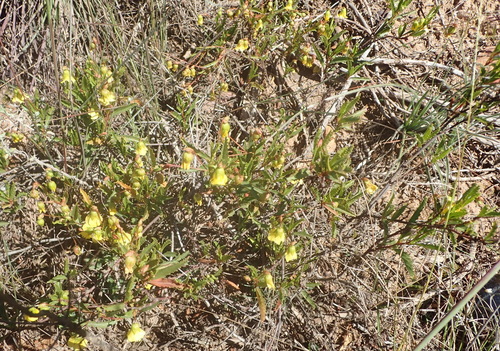 Image of Hermannia saccifera by (c) Nicola van Berkel, some rights reserved (CC BY-SA)