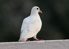 Columba livia domestica