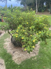 Lecocarpus darwinii