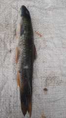 Garra