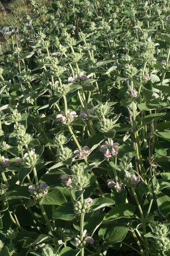Phlomis bovei, photograph 5
