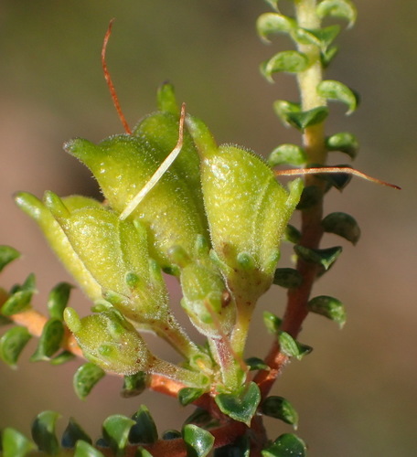 Image of Agathosma recurvifolia by (c) Nicola van Berkel, some rights reserved (CC BY-SA)