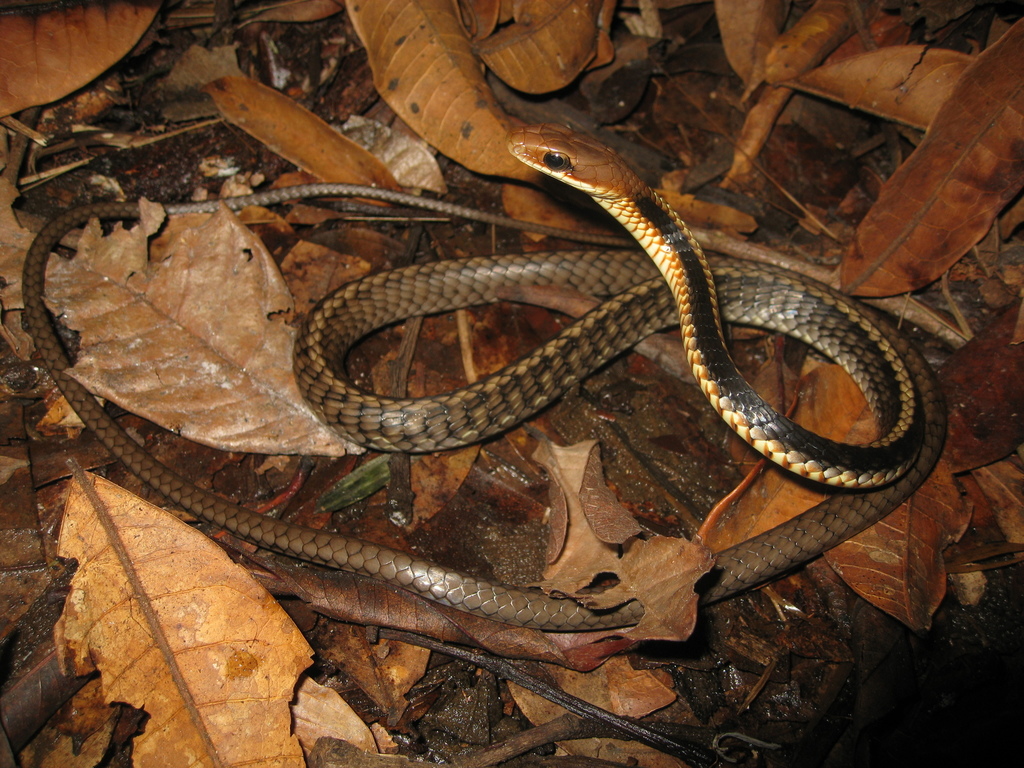 Southeast Brazilian Sipo