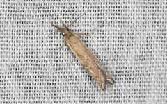 Ptochostola microphaeellus