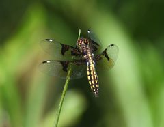 Palpopleura