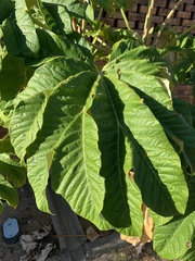 Tetrapanax