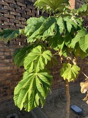 Tetrapanax