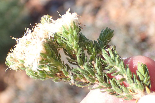 Image of Agathosma sp13 by (c) Nicola van Berkel, some rights reserved (CC BY-SA)