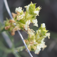 Sideritis pungens
