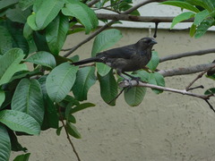 Molothrus bonariensis