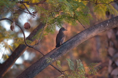 Turdus merula