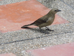 Molothrus bonariensis