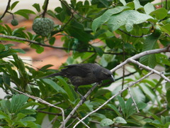 Molothrus bonariensis