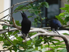 Molothrus bonariensis