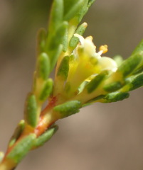 Diosma prama