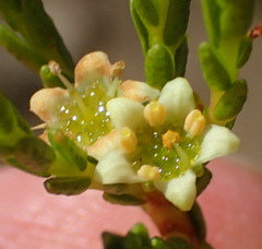 Diosma prama