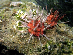 Stylocidaris affinis