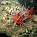 Red Lance Urchin - Photo (c) Roberto Pillon, some rights reserved (CC BY-NC), uploaded by Roberto Pillon