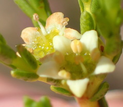 Diosma prama