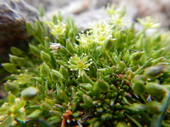 Sagina saginoides