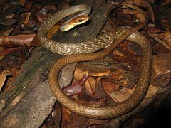 Chironius quadricarinatus