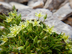 Sagina saginoides