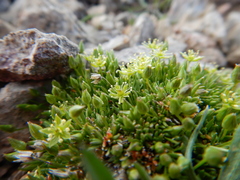 Sagina saginoides