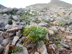 Sagina saginoides