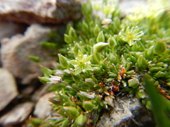 Sagina saginoides