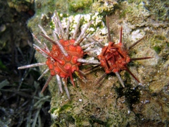 Stylocidaris affinis