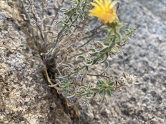 Heterotheca joshuana