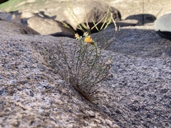 Heterotheca joshuana