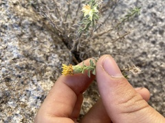 Heterotheca joshuana