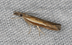 Ptochostola microphaeellus