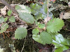Jovellana sinclairii