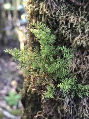 Adenophorus abietinus