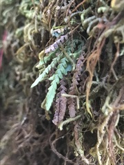 Stenogrammitis saffordii