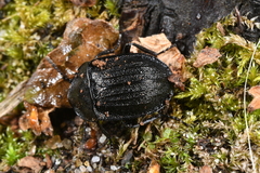 Phosphuga atrata