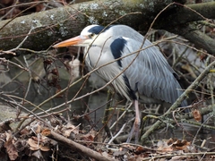 Ardea cinerea