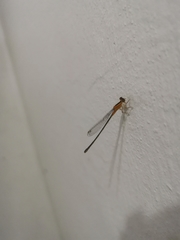 Ischnura senegalensis
