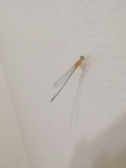 Ischnura senegalensis