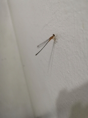 Ischnura senegalensis