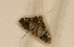 Arescoptera haplocala