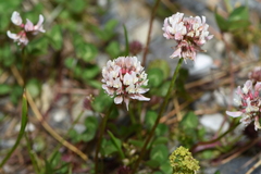 Trifolium pallescens
