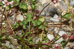 Trifolium pallescens