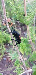 Ceroplesis capensis