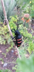 Ceroplesis capensis
