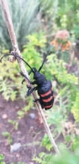 Ceroplesis capensis